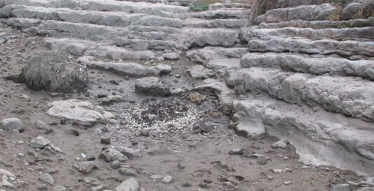 Peces muertos en el Palancia al no llevar agua el río en el tramo afectado.
