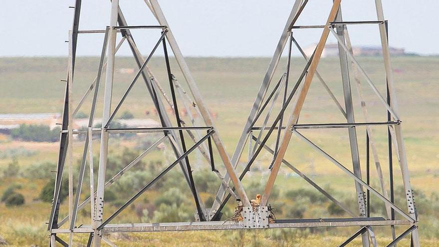 Las líneas eléctricas, aliadas de la Avifauna