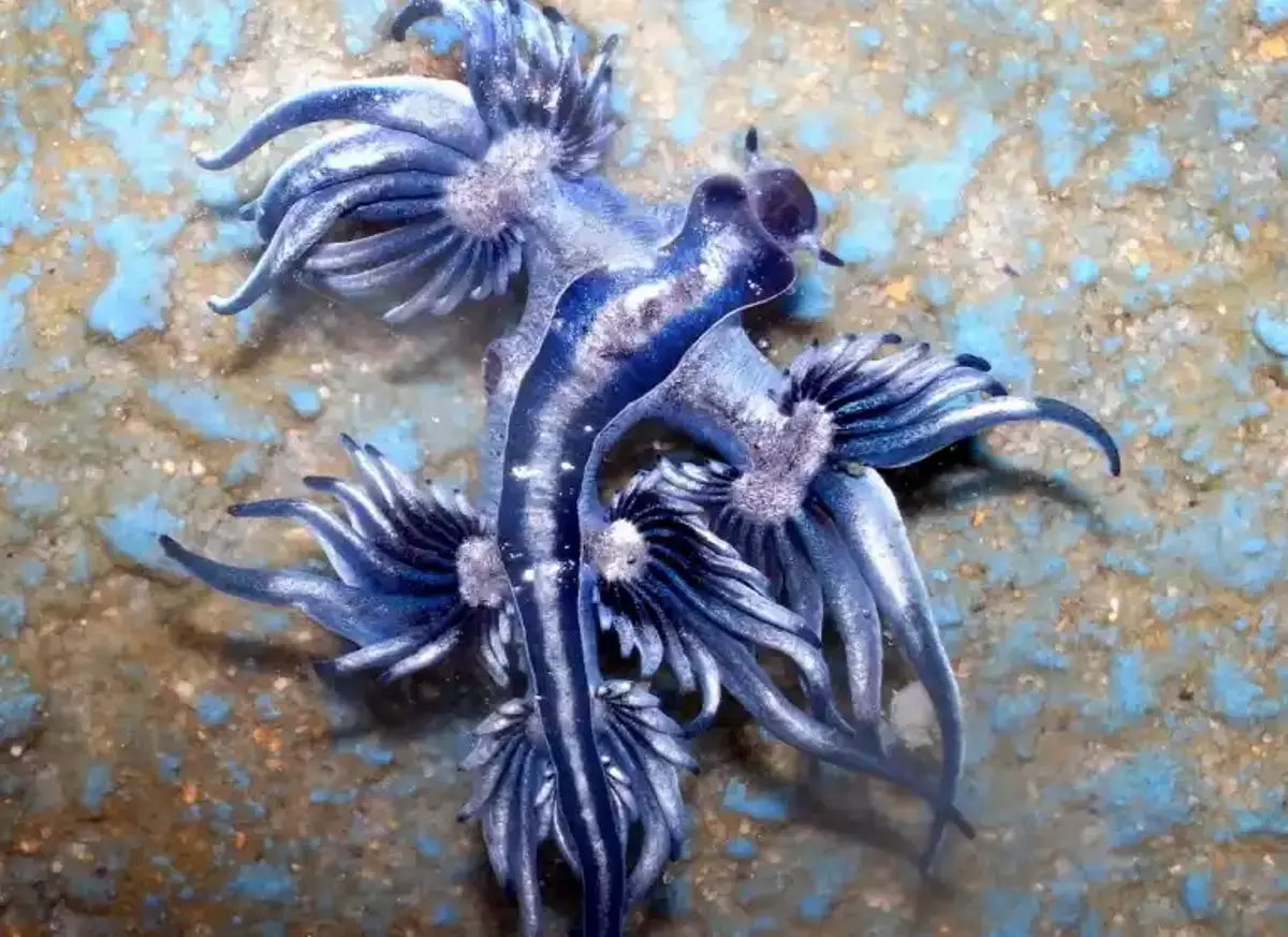 El dragón azul apenas mide tres centímetros y cuenta con una llamativa coloración azul