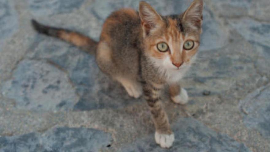 Un gato callejero, en una imagen de archivo.