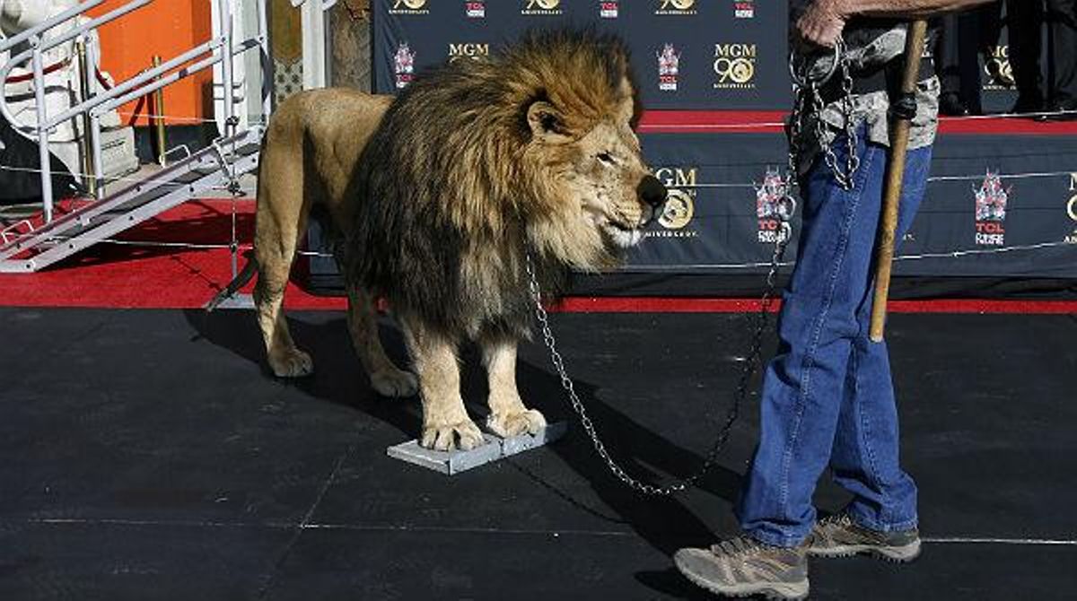 El lleó de la Metro Goldwyn Mayer deixa la seva empremta al passeig de la Fama.