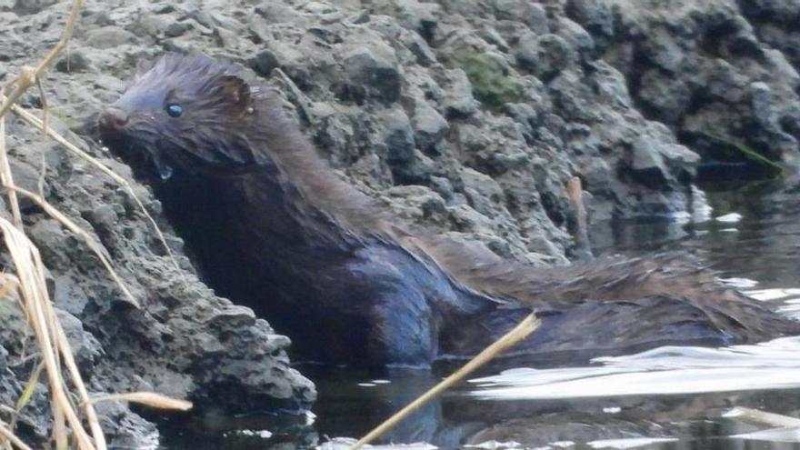 Vogelgrippe bei Nerzen in Spanien - 52.000 Tiere auf Farm bei A Coruña getötet