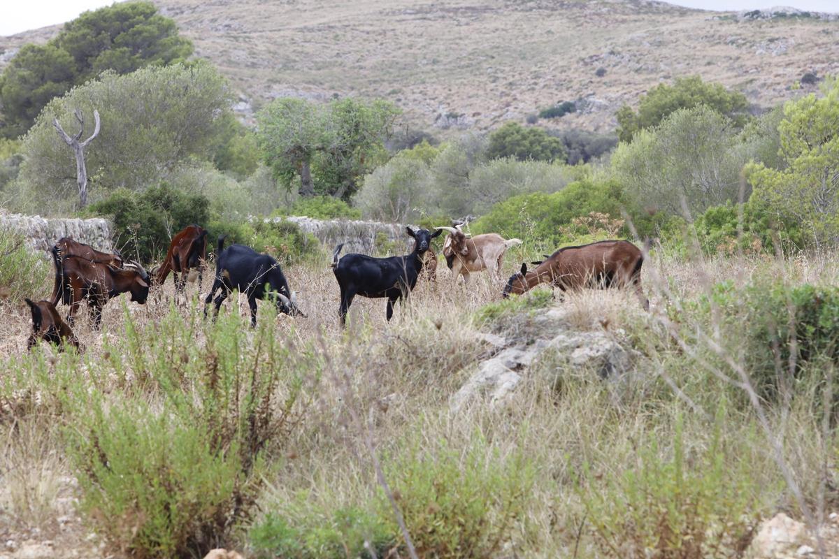 Wilde Ziegen in der Natur.