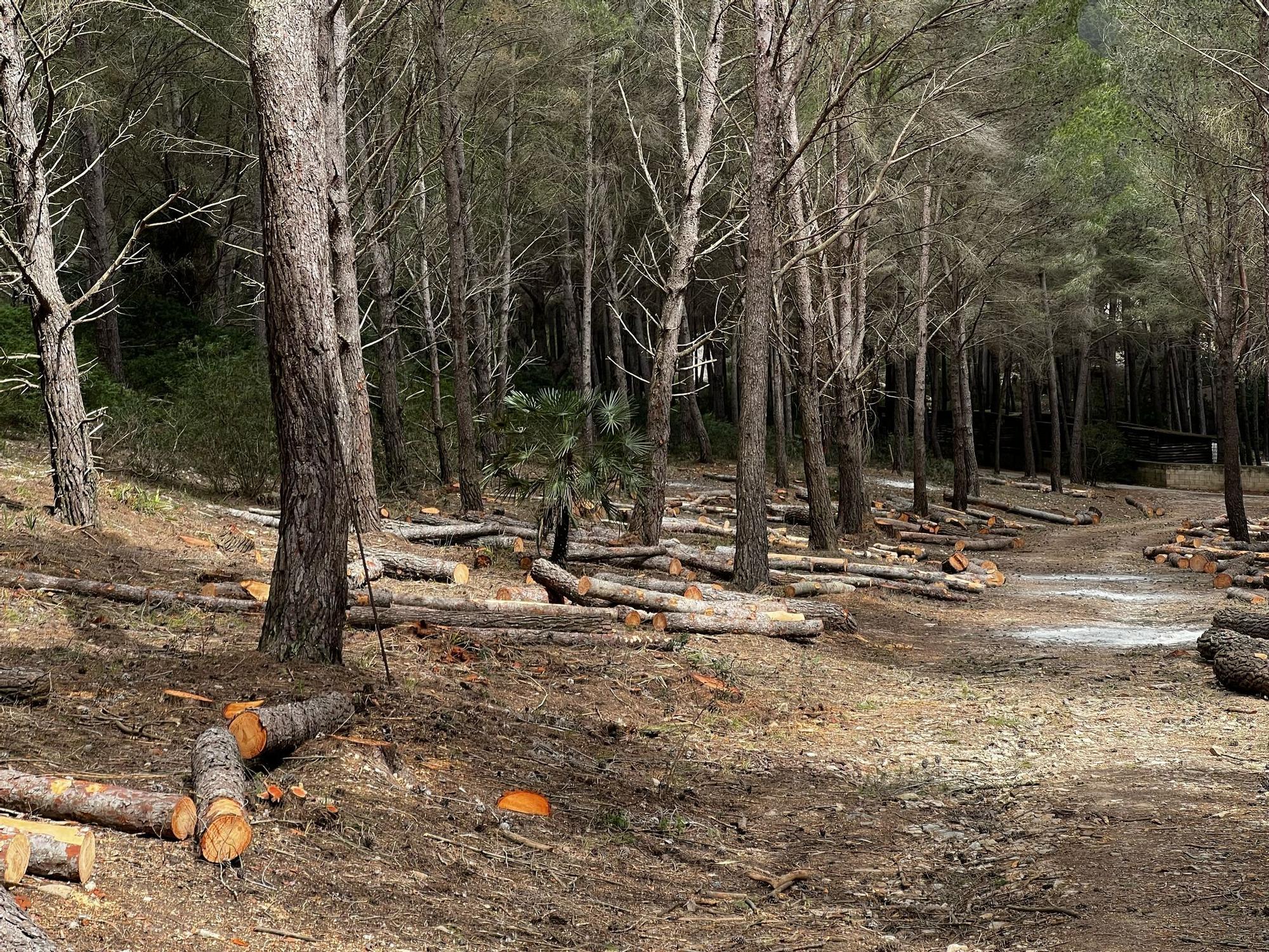 FOTOS | Talan centenares de pinos del bosque de Cala Murta que inspiró a Miquel Costa i Llobera para escribir 'Lo Pi de Formentor'