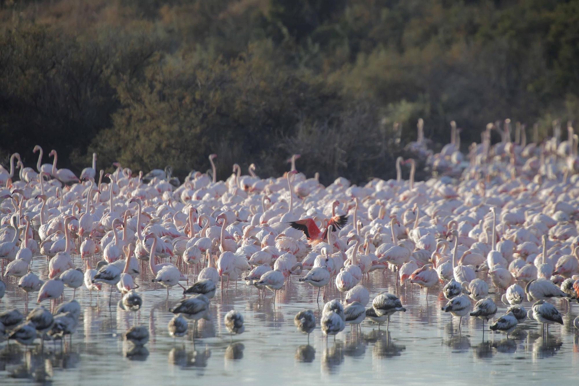 Los flamencos vuelven a L´Albufera para criar