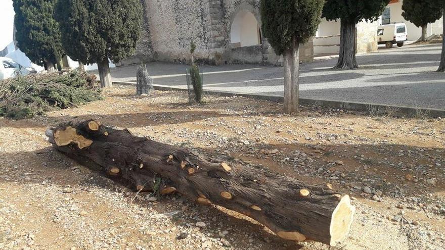 Atzeneta denuncia la desaparición de un tronco de ciprés del cementerio