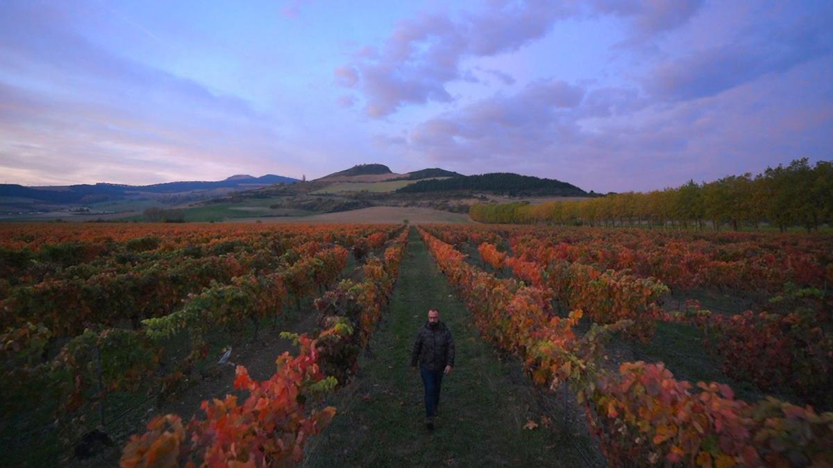 Viñedos de Navarra