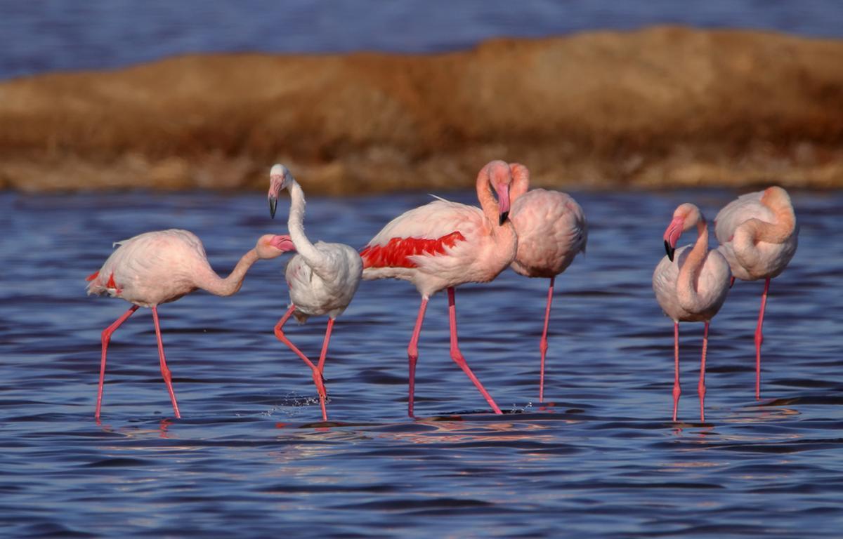 Flamencos en las Marismas de Odiel