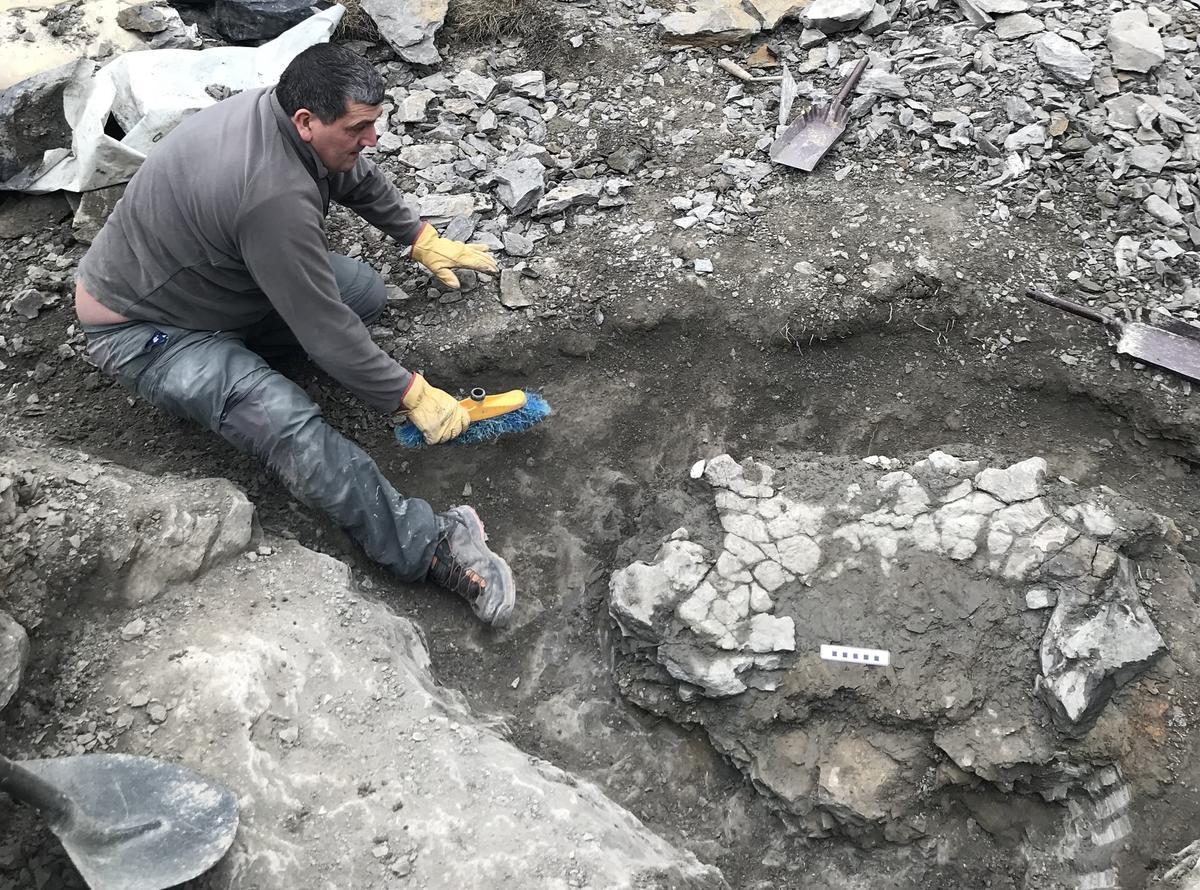 Trabajos de excavación de restos de la tortuga' Leviathanochelys aenigmatica'.