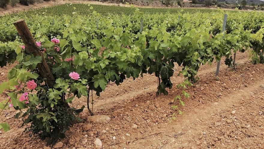 Roser als ceps d’una vinya al Penedès