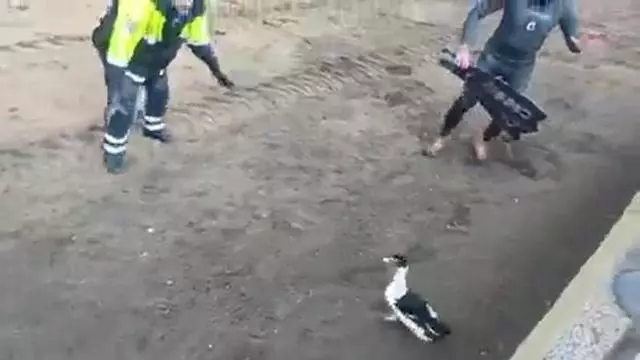 Rescate insólito en la playa de Las Canteras, Las Palmas de Gran Canaria