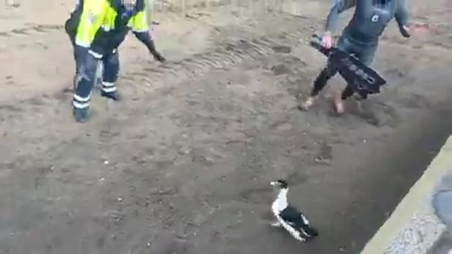 Rescate insólito en la playa de Las Canteras, Las Palmas de Gran Canaria