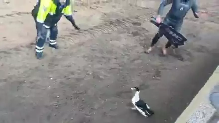 Rescate insólito en la playa de Las Canteras: un pato herido obliga a intervenir a la Policía Local en plena alerta meteorológica