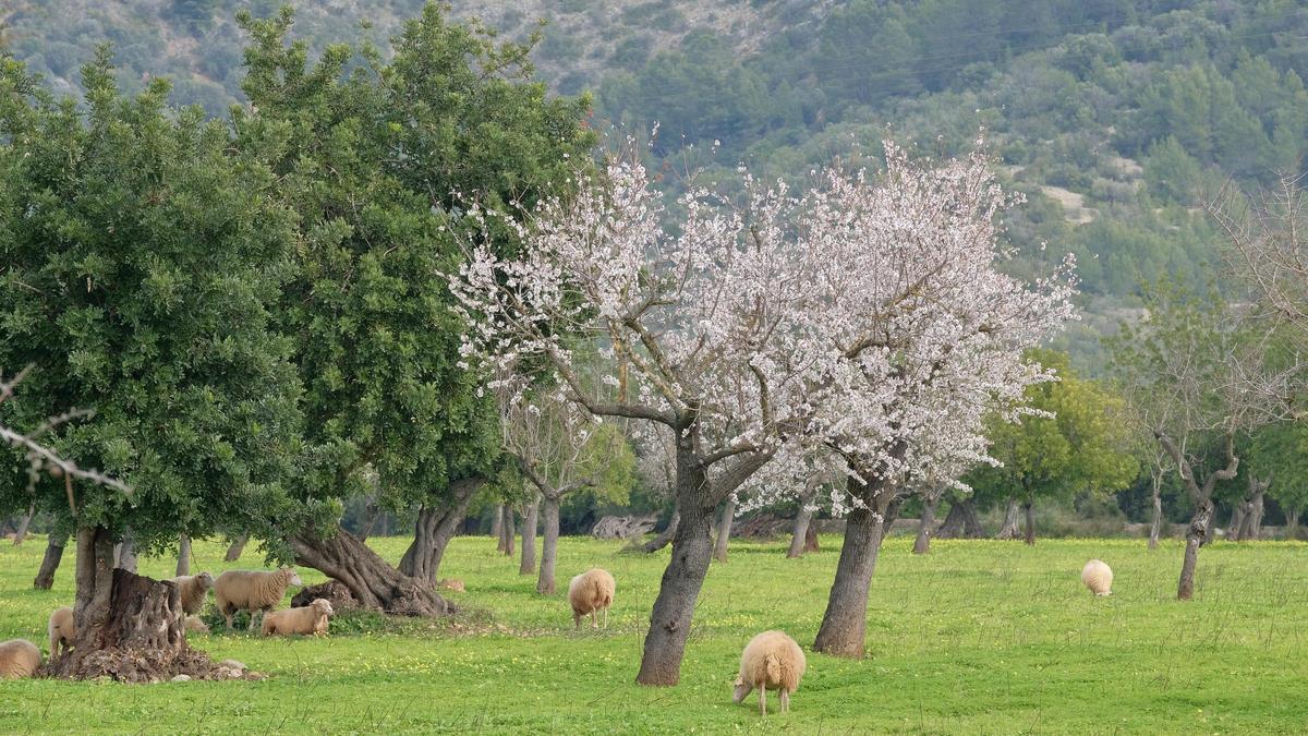 Las fotos de la tardía floración de los almendros en Mallorca Las fotos de la tardía floración de los almendros en Mallorca