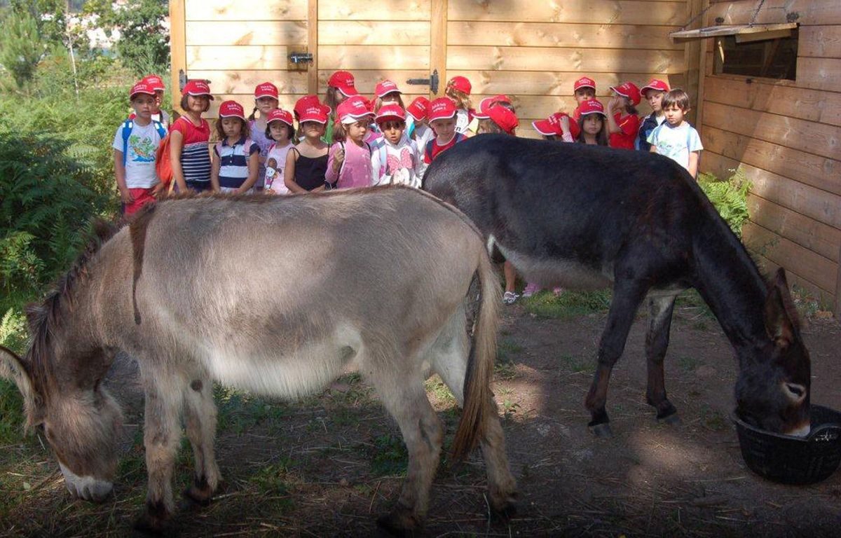 Los burros "fariñeiros" de A Toxa, observados de cerca por escolares. (Archivo)