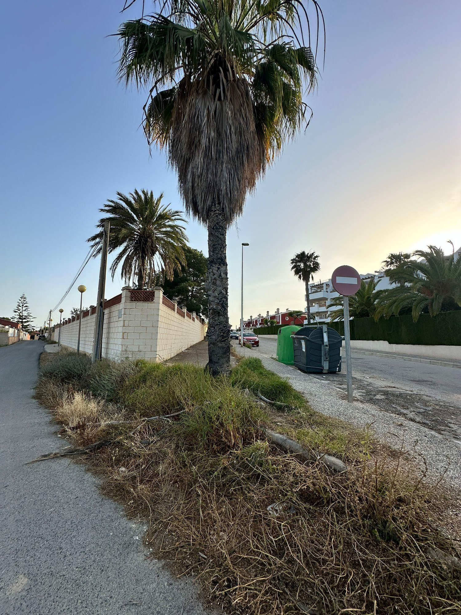 Una jungla sobre el asfalto de Orihuela Costa