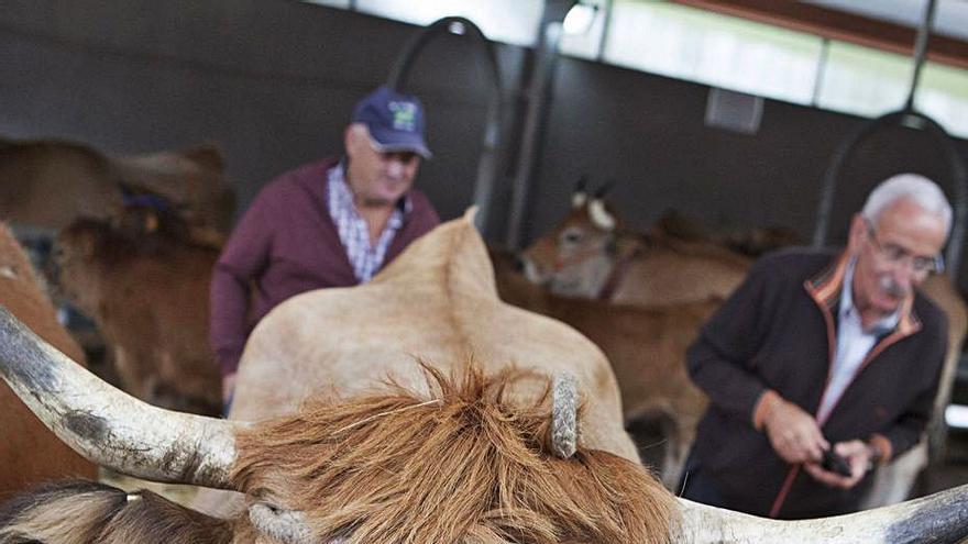 Una vaca casina, en el certamen de ganado de El Campu. | F. Rodríguez