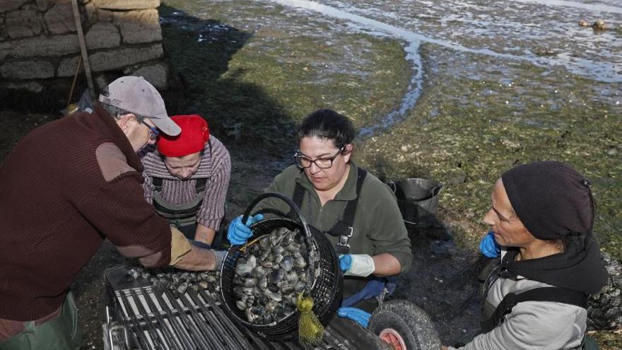 Mariscadoras de la cofradía de Redondela trabajando en la zona de A Portela. | JOSÉ LORES