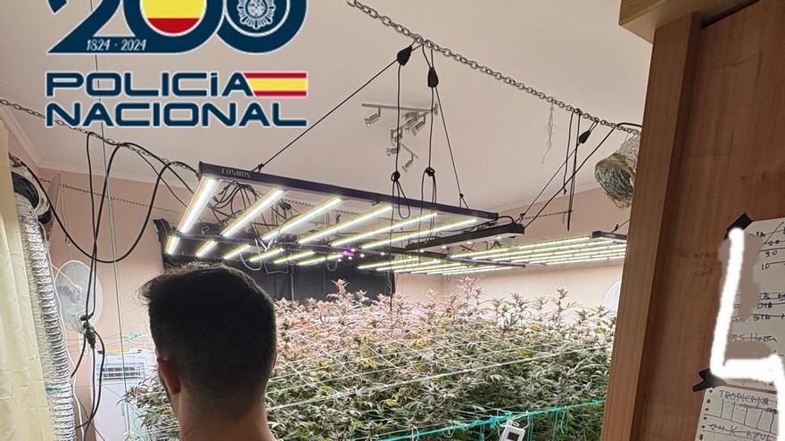 La Policía Nacional desmantela un cultivo de marihuana en una vivienda ‘okupa’ de Fuerteventura