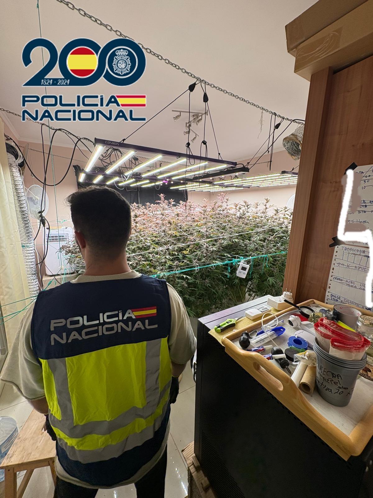 La Policía Nacional descubre un cultivo indoor de marihuana en una vivienda de okupas