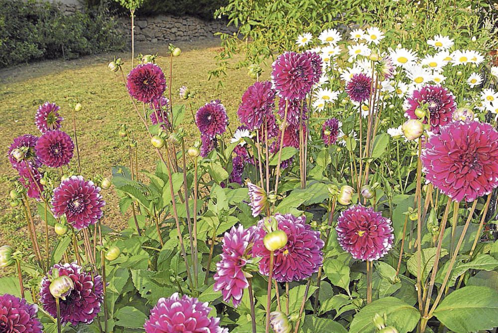 Flors. Les dàlies i les margarides fan un bell conjunt quan estan florides. La bellesa de les flors ens fa més sensibles i humans.