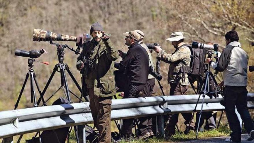 El cántabro Yuri Portolés, en primer término, llama a sus compañeros para avisarles de que están viendo osos en la ladera de enfrente. La escena tuvo lugar el pasado viernes en la carretera del Rañadoiro, a dos kilómetros de Larón, donde un grupo de unos veinte turistas pudo ver cinco osos, una hembra y cuatro machos. | miki lópez