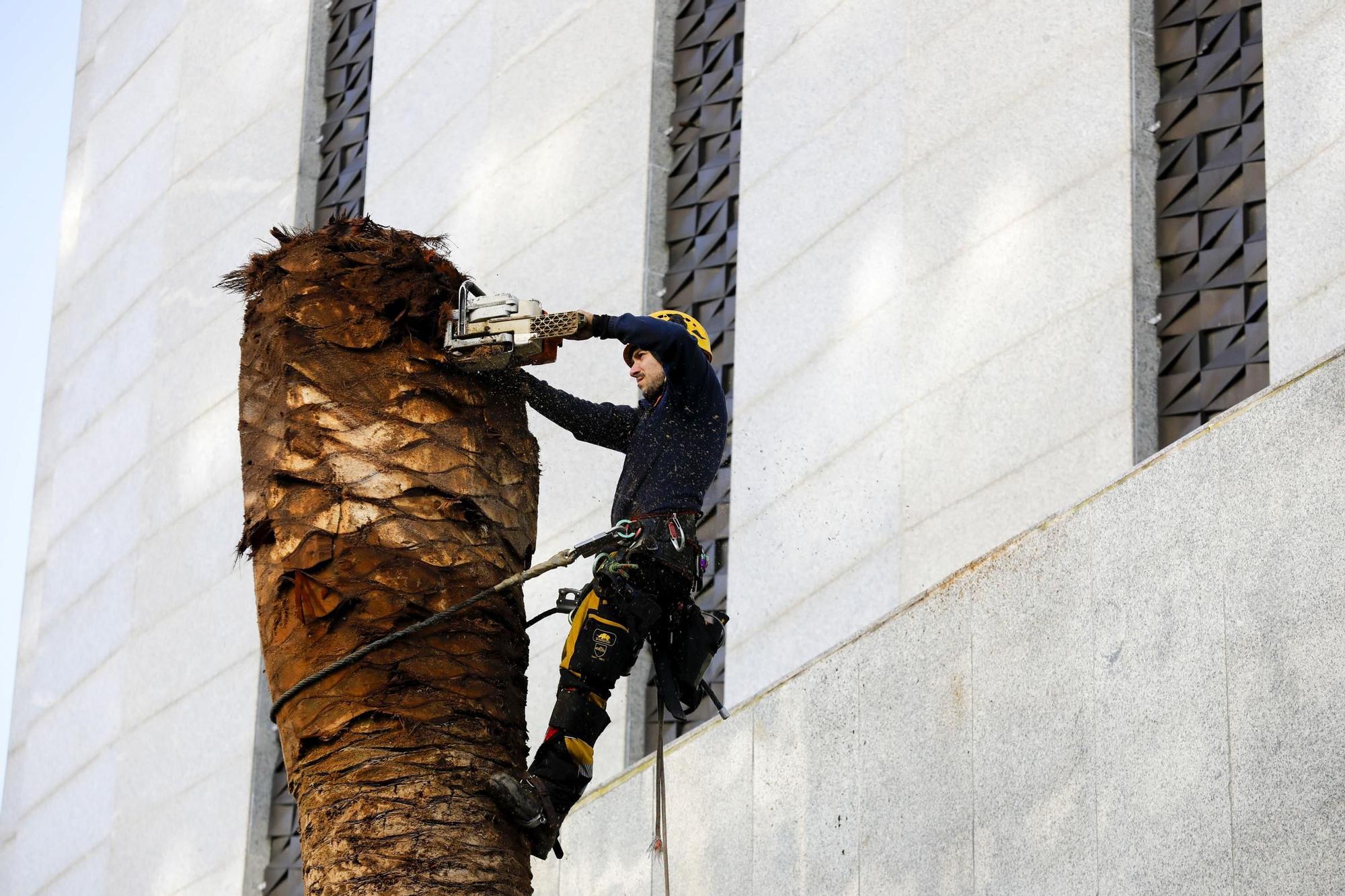 El Corte Inglés de A Coruña tala sus palmeras por el picudo rojo