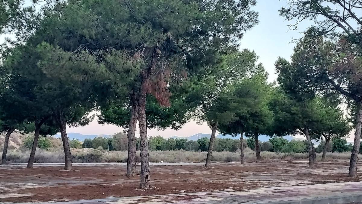 Imagen de unos pinos.