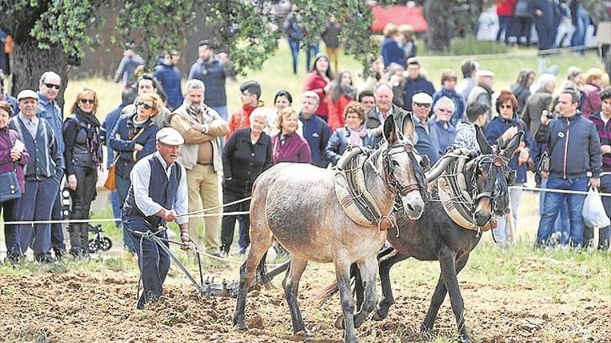 Pedroche recupera los viejos oficios del campo