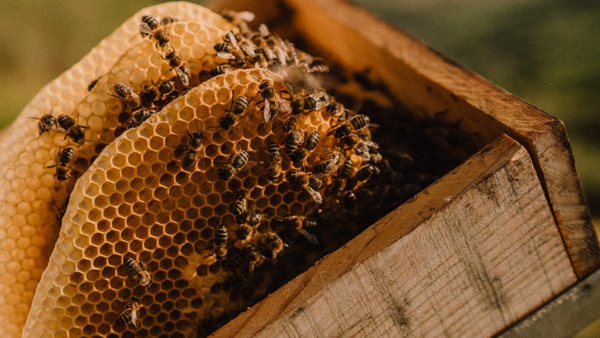 Vista de varios panales de miel que las abejas han producido por si solas dentro de una de las cajas.