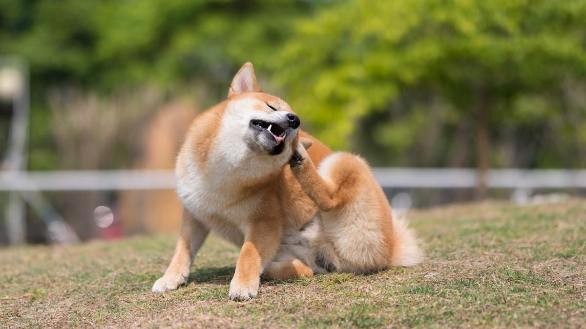 Las garrapatas causan infecciones cutáneas en los perros.