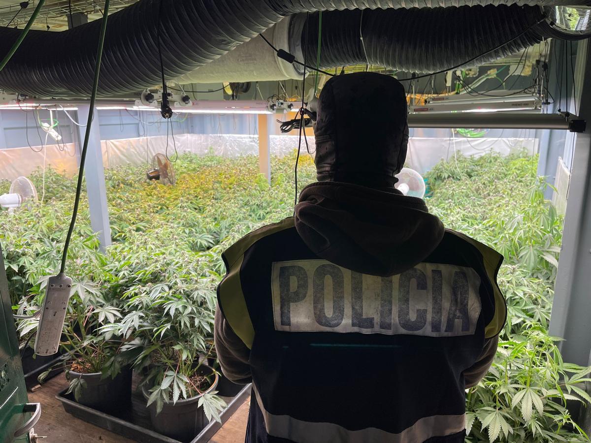 Un agente frente a una plantación 'indoor' de marihuana.