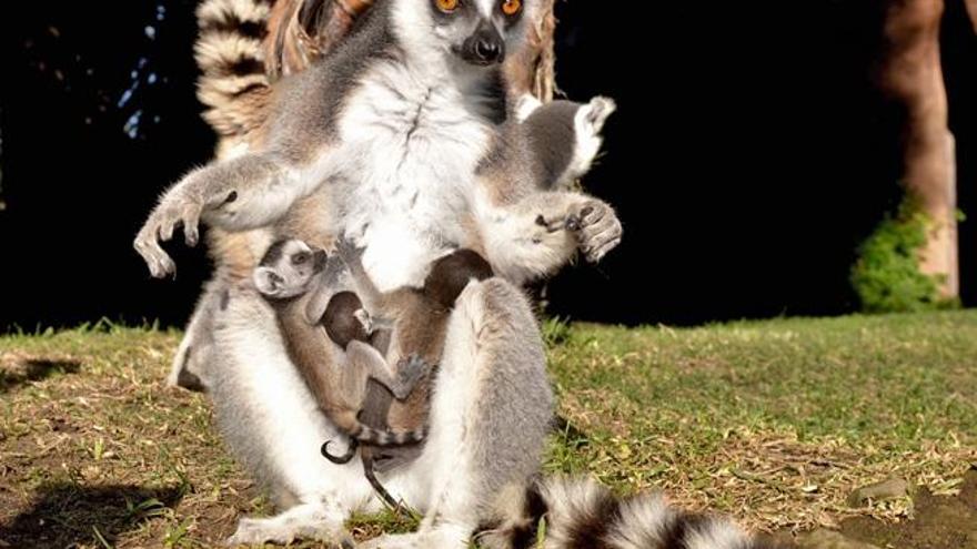 Lemures de cola anillada, en el zoológico de la Costa del Sol.