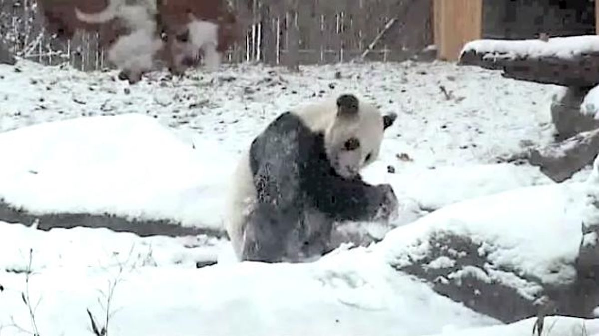 Un oso panda se divierte revolcándose por la nieve en el Zoo de Toronto.