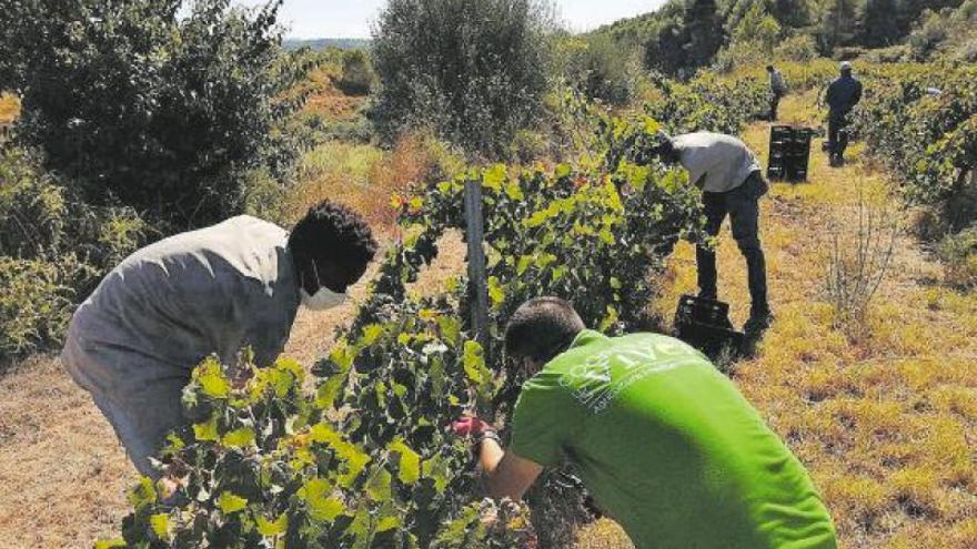 La lluvia de primavera adelanta la vendimia y reduce la producción