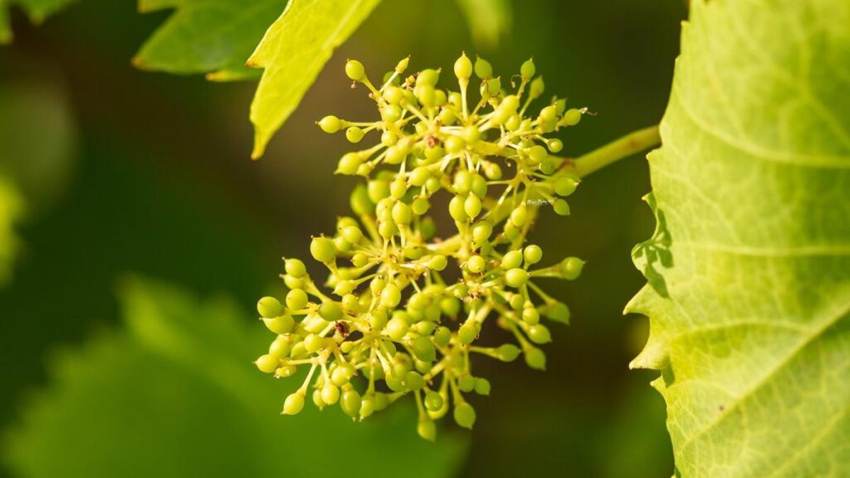 La floracion del viñedo.