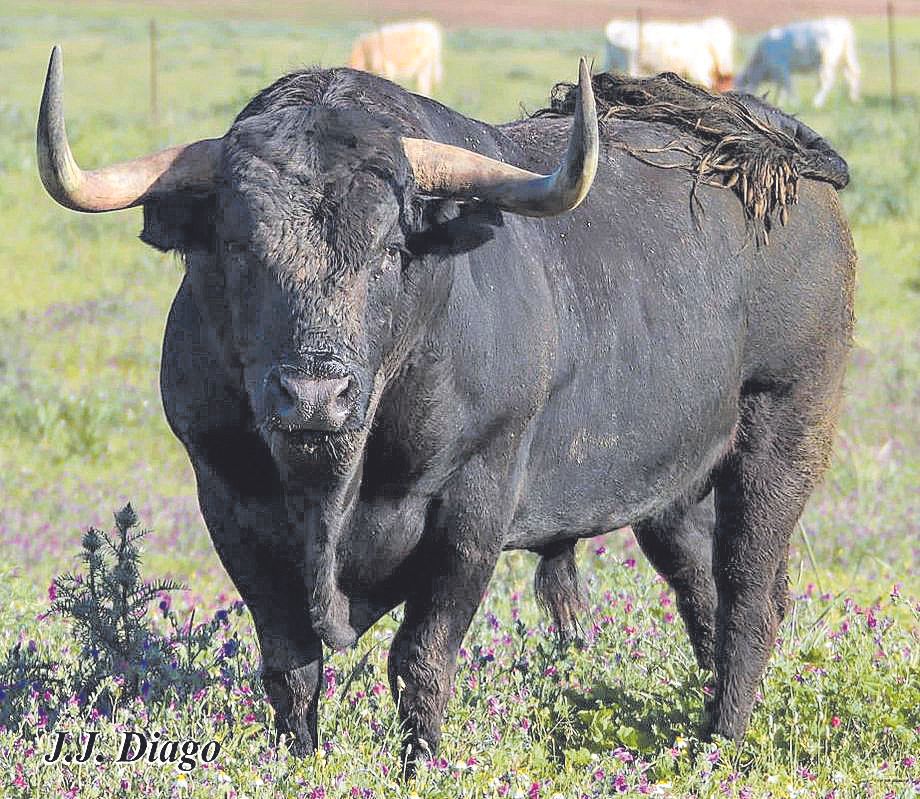 La expectación para el día 10 es máxima ante este toro de 600 kilos