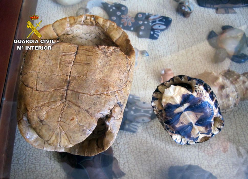 Desmantelan un criadero ilegal de tortugas en San Pedro del Pinatar
