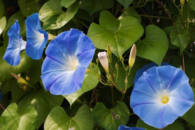 Campánulas o campanillas, flores de primavera