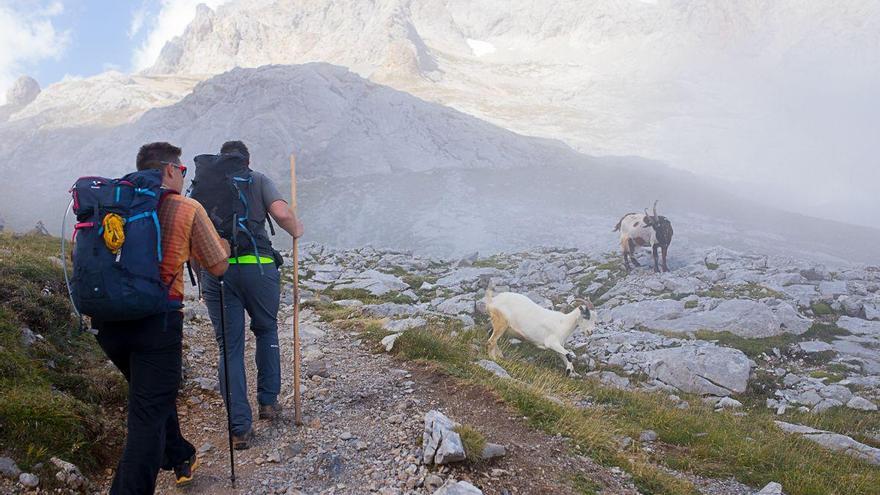 Ruta de Caneru a la Vega de Urriellu