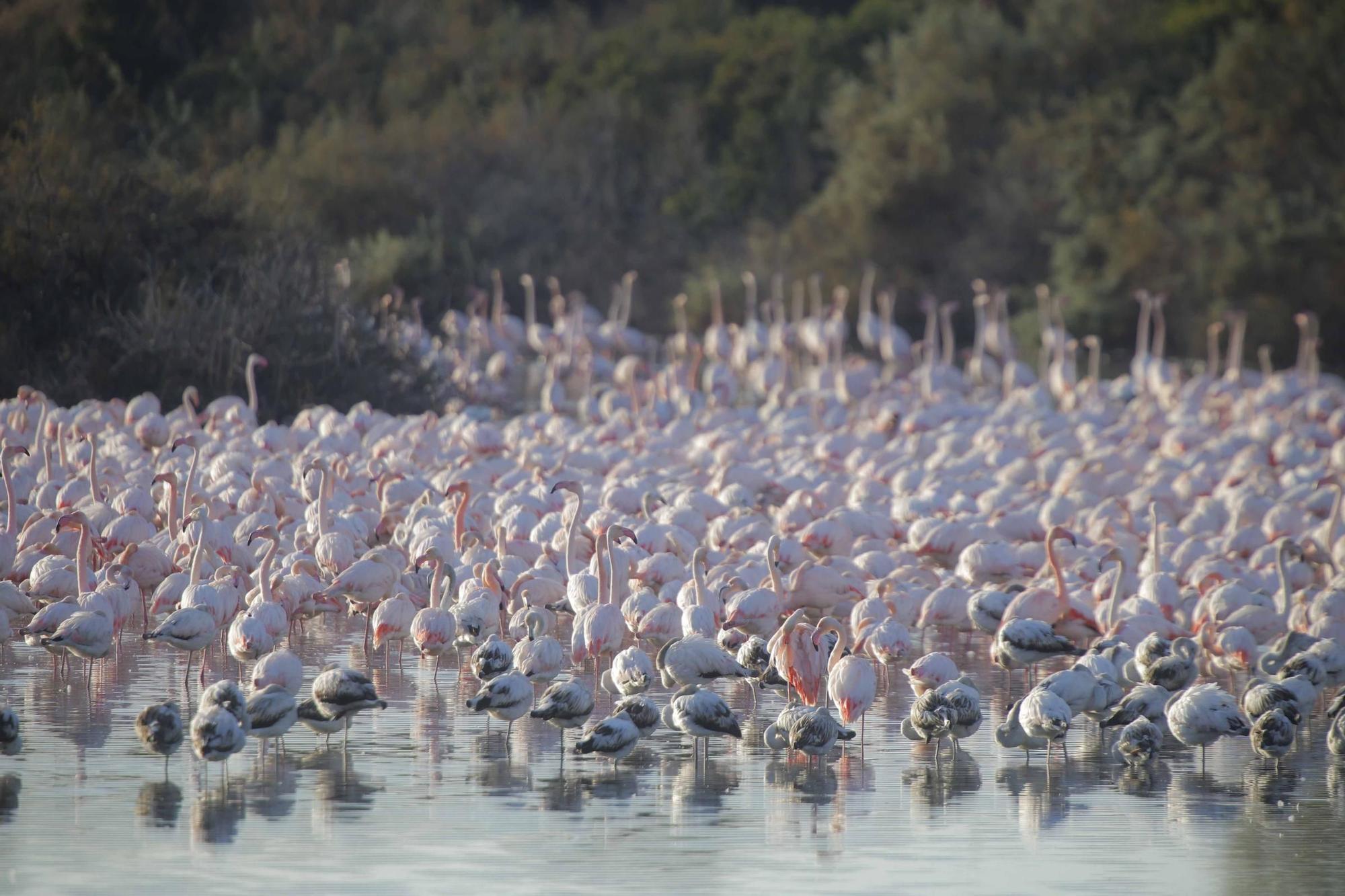 Los flamencos vuelven a L´Albufera para criar