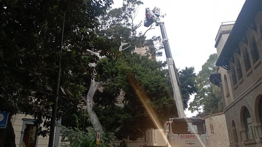 El ficus de la Casita del Jardinero aguanta el tipo