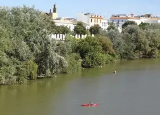 Un ajetreado y navegable río Betis