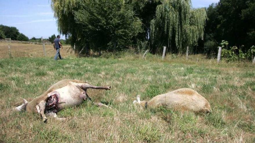 Un ataque de lobo en una finca de ovejas en Breixa, el pasado mes de agosto. // Bernabé/Luismy