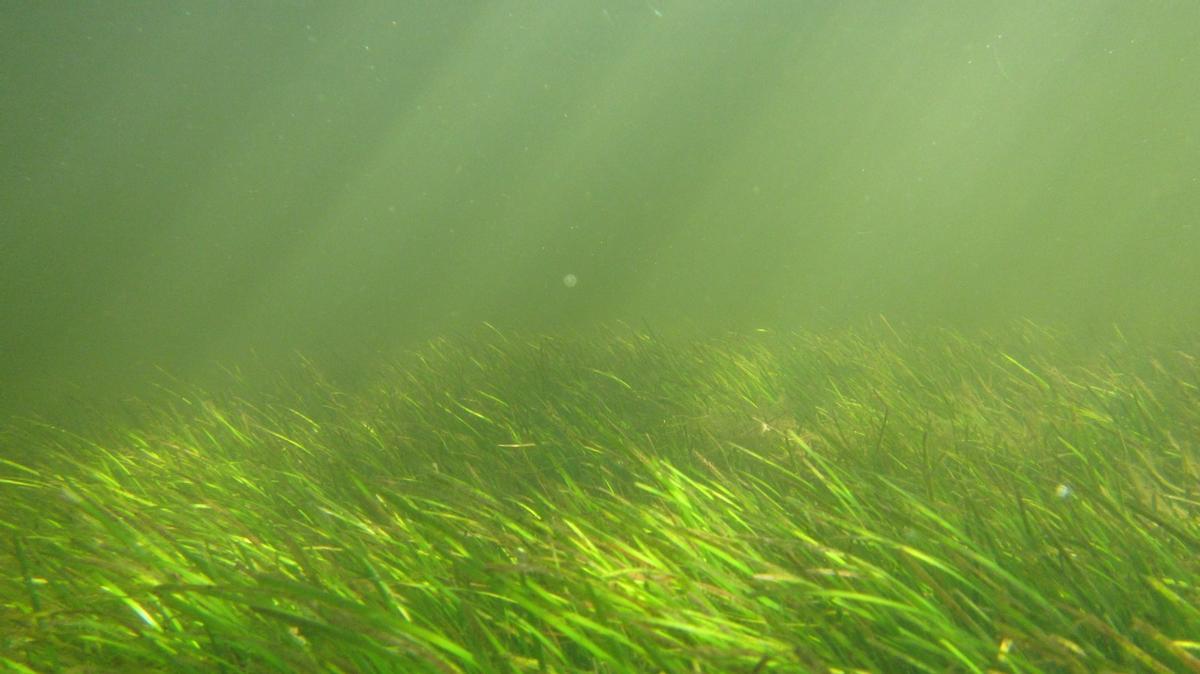 Praderas marinas en las costas de Brasil