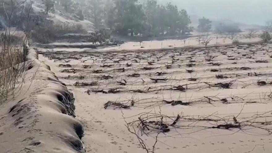 Las viñas reposan entre las cenizas del volcán de La Palma