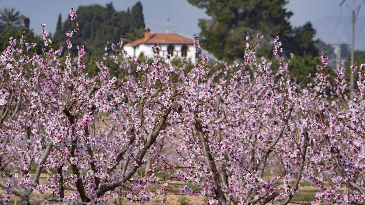 Los almendros en flor ya alegran los paisajes valencianos