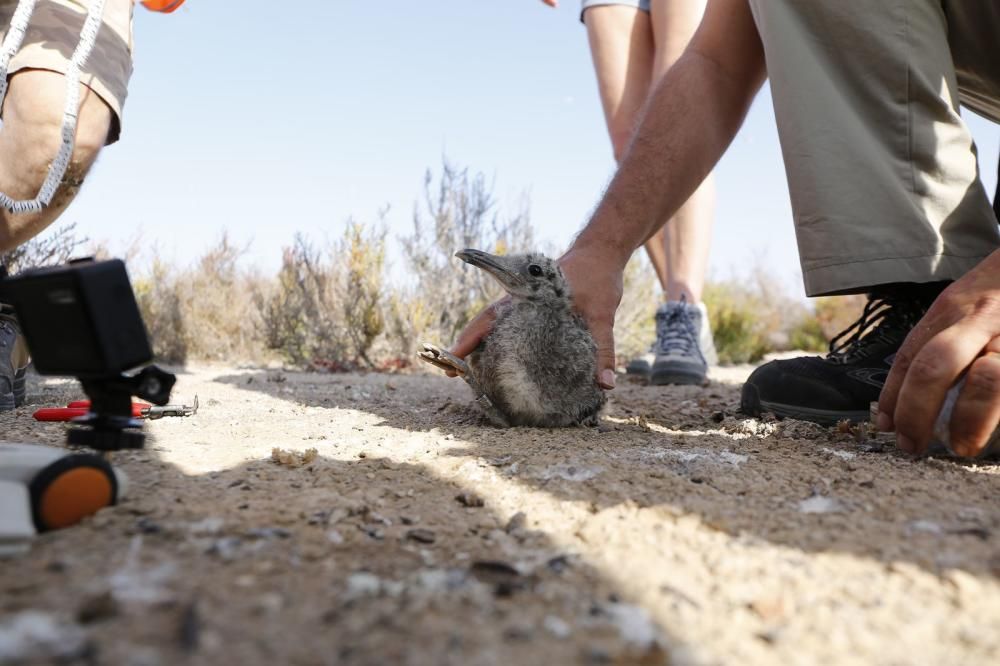 El Ayuntamiento de Torrevieja y la Conselleria de Medio Ambiente realizaron el anillamiento anual de la colonia de gaviotas establecida en el saladar de la laguna de Torrevieja con la ayuda de 30 volu