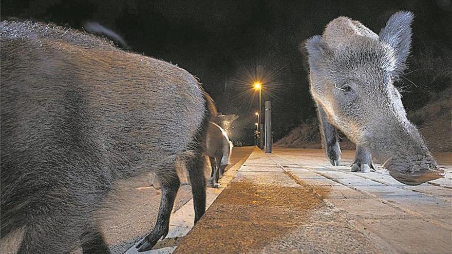 Animales que se hacen nocturnos para sobrevivir