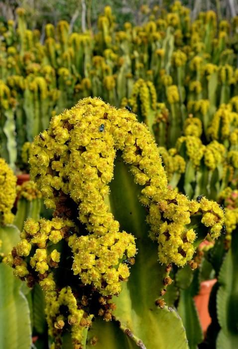 01/03/2019 MONTAÑA LOS VELEZ, AGÜIMES. Plantas para exportación de Viveros El Rosal. SANTI BLANCO